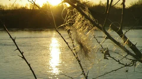 Fishing Line in Tree Stock Footage 11058600