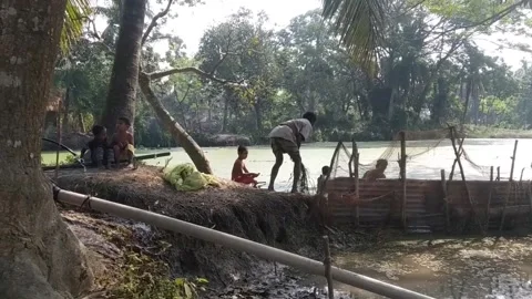 Fishing for local endangered fish in the waters of Bangladesh Stock Footage 170357214