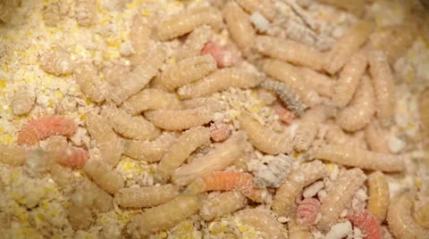 Fishing Maggots crawling; close up Stock Footage 35918860