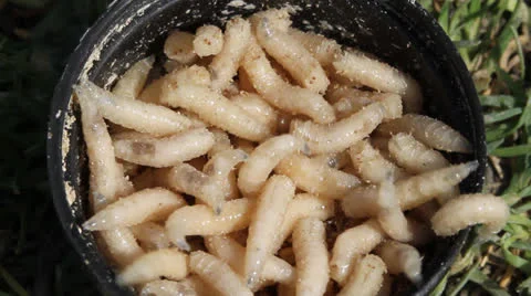 Fishing maggots, fish bait Video stock 22565695