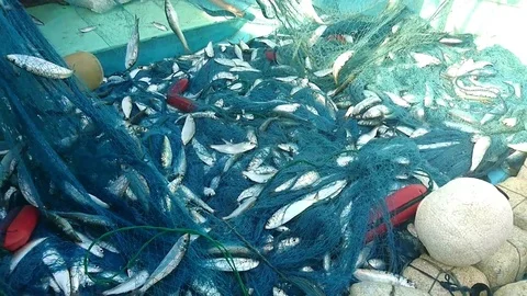 Fishing net 1080p Stock Footage 92339999