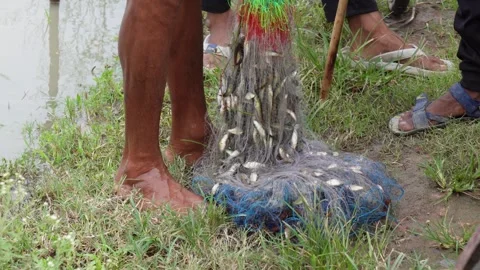 A fishing net being used to catch fish Stock Footage 314608819