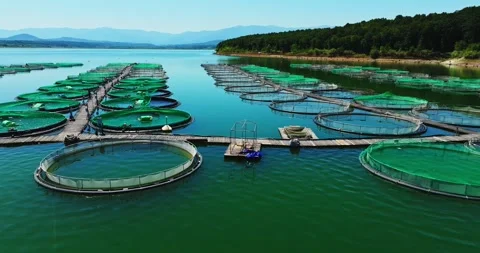 Fishing Net Collection Process Breeding Cleaning Local Village Steady Shot Stock Footage 300508170