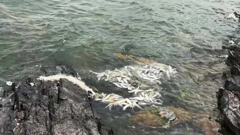 Fishing net with dead fish washing on rocky shoreline waves Stock Footage 320897041