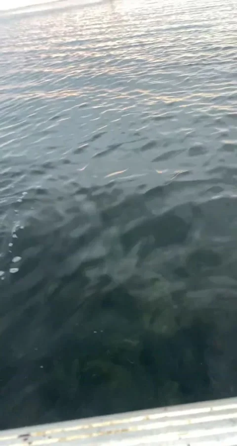 Fishing Net Doesn't Stop Octopus Ink, Frankston Victoria, Australia - 24 Feb 202 Stock Footage 205397007