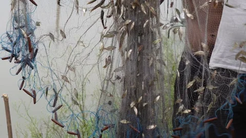 A fishing net filled with fish Stock Footage 314608930