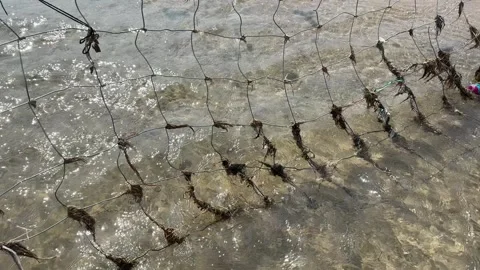 Fishing net floating in seawater covered with algae Stock Footage 346417859