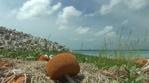 Fishing net Stock Footage 94506