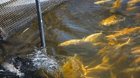 Fishing with a net Stock Footage 64622154