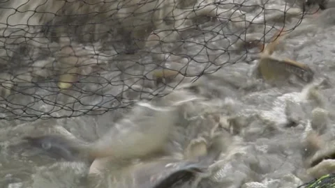 Fishing Net Full of Fish. Video stock 236962197