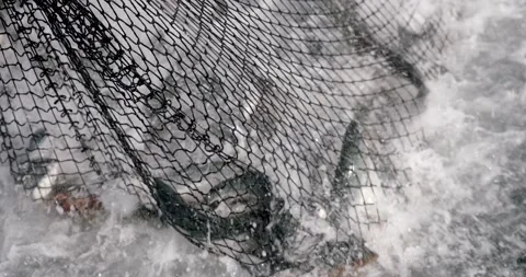 Fishing Net Full Of Freshly Caught Salmon In Alaska. - close up Stock Footage 145012307