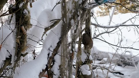 Fishing net hanging on a tree with a winter landscape in the background. 4K Stock Footage 125755691