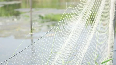 Fishing Net Installed in the Middle of a Fish Pond Stock Footage 336648131