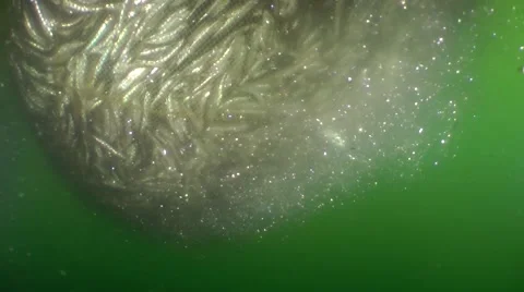 Fishing net packed with caught fish underwater Stock Footage 63110485