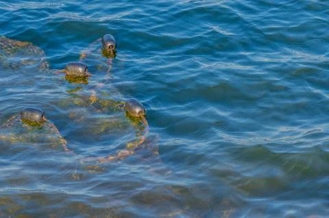 Fishing net in river Stock Photos