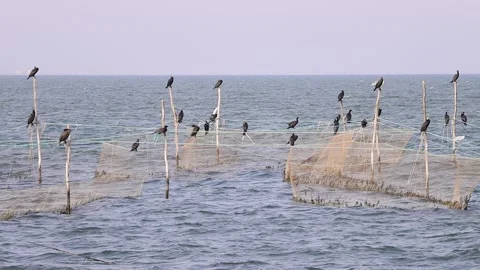 Fishing net in the sea Vídeo Stock 146490572