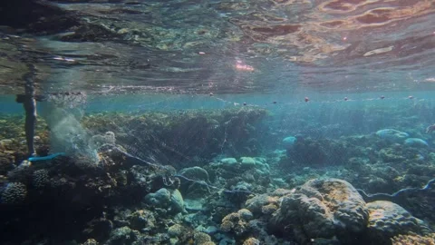 Fishing net stretched across coral reef underwater, destructive fishing and risk Stock Footage 346247239