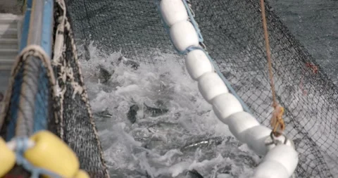 Fishing Net In The Water With Caught Fish In Alaska - slow motion Stock Footage 145012392
