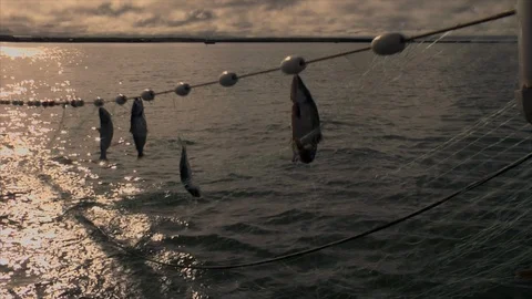 Fishing nets containing salmon are pulled up out of the ocean. Stock Footage 92073884