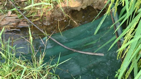 Fishing with nets. Видео 296735626