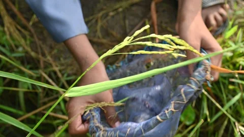 Fishing with nets. Stock Footage 296736710