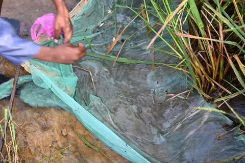 Fishing with nets. Stock Photos