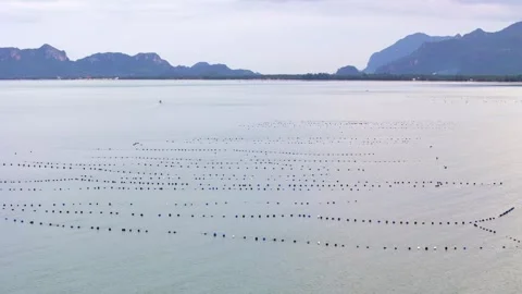 Fishing nets stretched across the sea surface for aquaculture and seafood Stock Footage 319014150