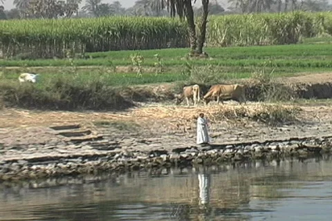 Fishing the Nile Vídeo Stock 96679