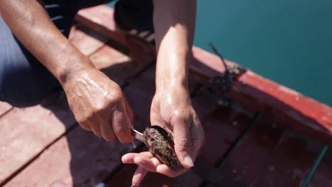 Fishing Oyster in cala iris Video stock 122737741