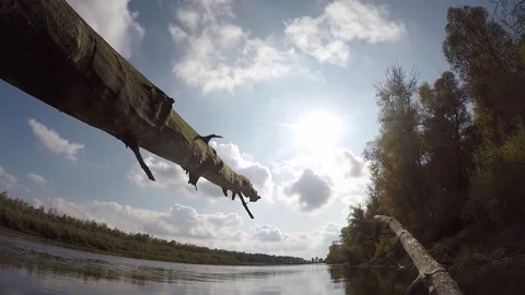 Fishing from packer, dry tree trunks Stock Footage 116910588