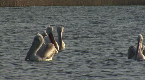 Fishing pelicans in the lake Stock Footage 33761411