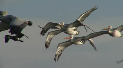 Fishing pelicans in the lake Stock Footage 33762502
