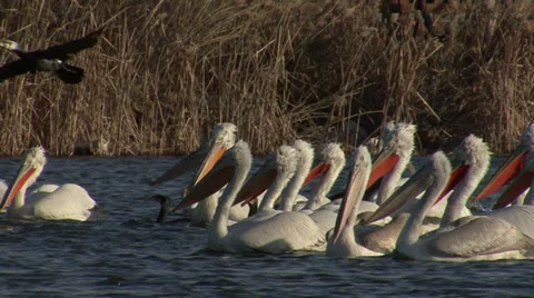 Fishing pelicans in the lake Stock Footage 33762938
