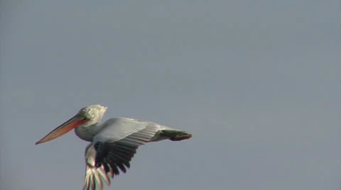 Fishing pelicans in the lake Stock Footage 33763056