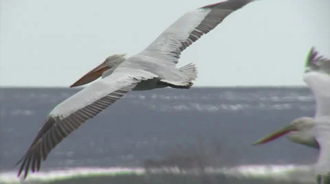 Fishing pelicans in the lake Stock Footage 33764233
