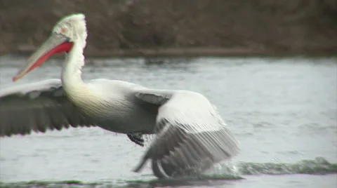 Fishing pelicans in the lake Stock Footage 33764523