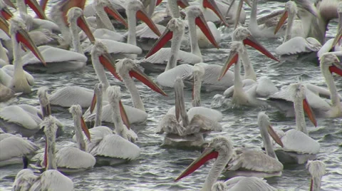 Fishing pelicans in the lake Video stock 33765866