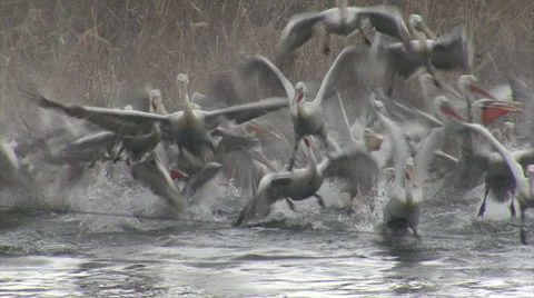 Fishing pelicans in the lake Video stock 33766341