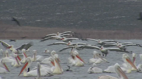 Fishing pelicans in the lake Stock-Footage 33766679