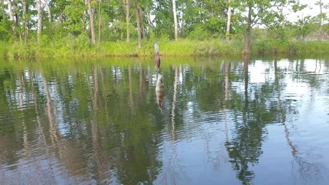 Fishing perch for spinning Stock Footage 310664393