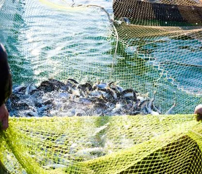 Fishing Stock Photos