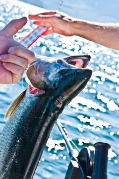 Fishing Stock Photos