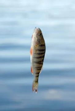 Fishing Stock Photos