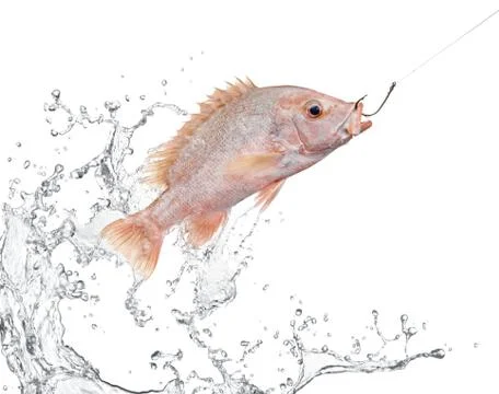 Fishing Stock Photos