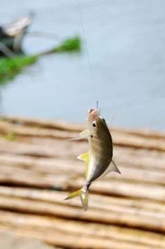 Fishing Stock Photos