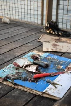 Fishing Stock Photos