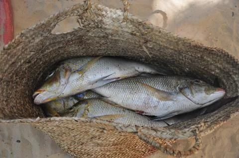 Fishing Stock Photos