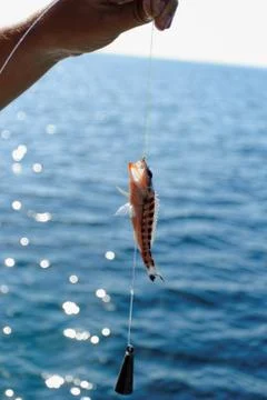 Fishing Stock Photos