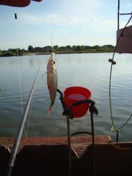 Fishing Stock Photos
