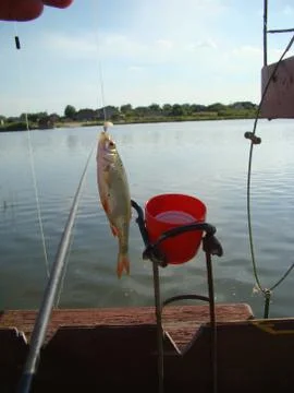 Fishing Stock Photos